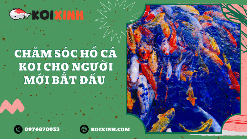 Các loại cá có thể sống chung với Koi Các loại cá có thể sống chung với Koi