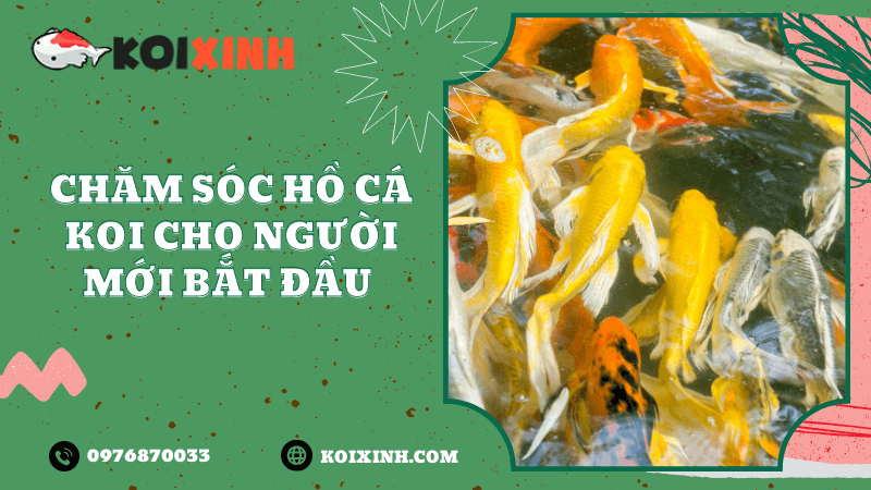 Làm thế nào để giữ hồ cá Koi sạch sẽ Làm thế nào để giữ hồ cá Koi sạch sẽ
