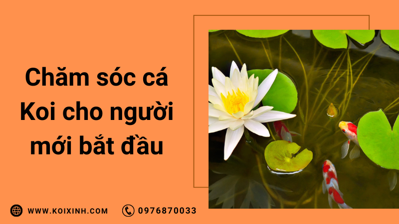 Chăm Sóc, Nuôi Cá Koi Cho Người Mới Bắt đầu
