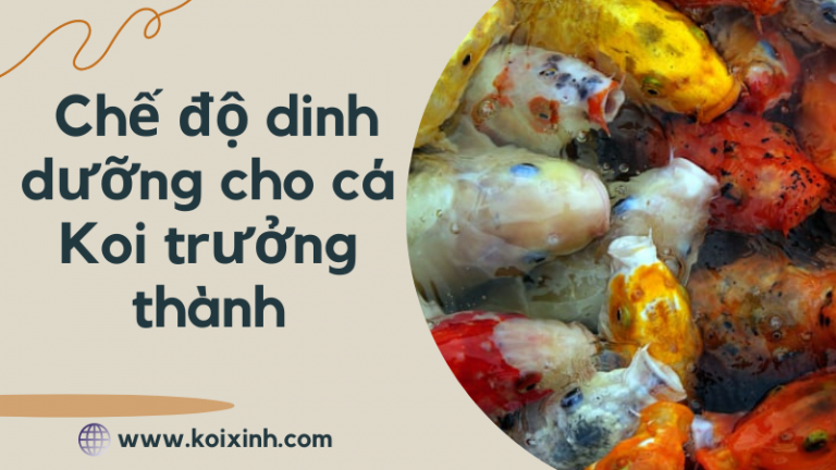 Chế độ Dinh Dưỡng Cho Cá Koi Trưởng Thành Chế độ Dinh Dưỡng Cho Cá Koi Trưởng Thành