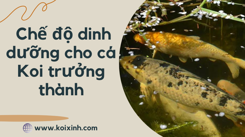 Chế độ Dinh Dưỡng Cho Cá Koi Trưởng Thành