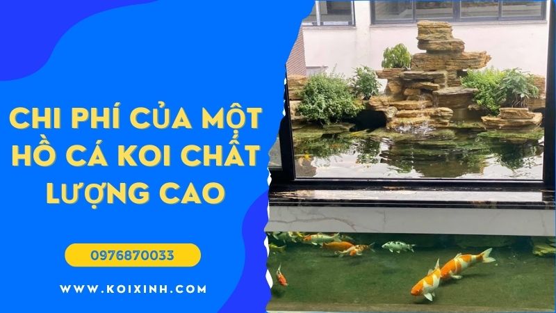 Chi Phí đích Thực Của Một Hồ Cá Koi Chất Lượng Cao