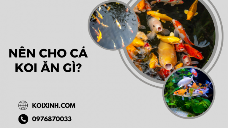 Nên Cho Cá Koi ăn Gì? Nên Cho Cá Koi ăn Gì?