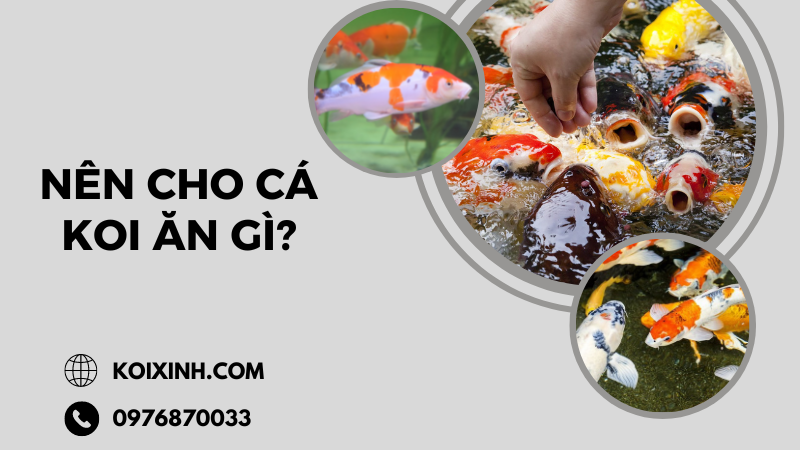 Nên Cho Cá Koi ăn Gì?
