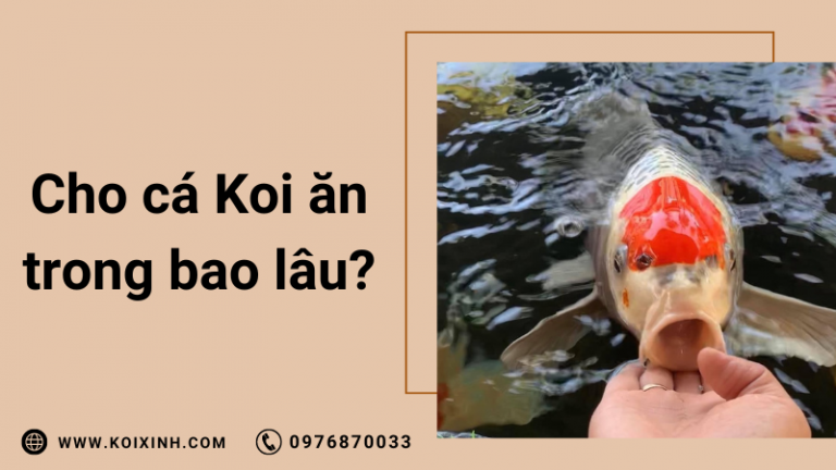 Tôi Nên Cho Cá Koi Của Mình ăn Trong Bao Lâu?