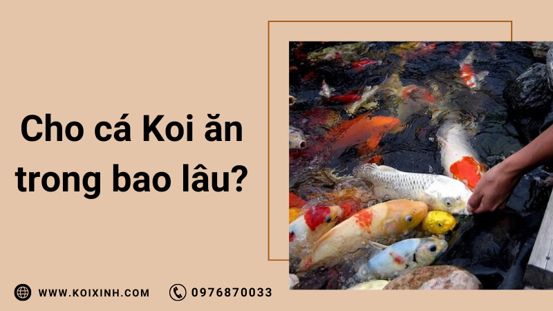 Tôi Nên Cho Cá Koi Của Mình ăn Trong Bao Lâu?