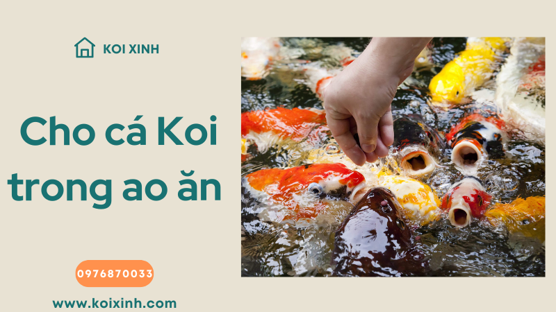 Cho Cá Koi Trong Ao ăn Như Thế Nào, Khi Nào Và ăn Gì?