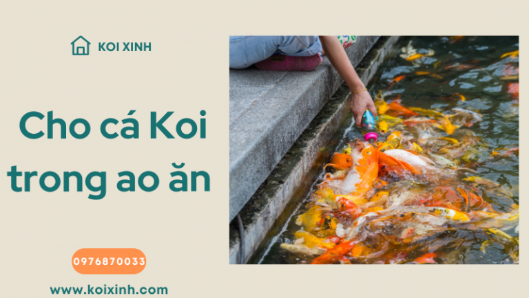 Cho Cá Koi Trong Ao ăn Như Thế Nào, Khi Nào Và ăn Gì?