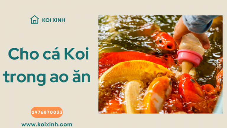 Cho Cá Koi Trong Ao ăn Như Thế Nào, Khi Nào Và ăn Gì? Cho Cá Koi Trong Ao ăn Như Thế Nào, Khi Nào Và ăn Gì?