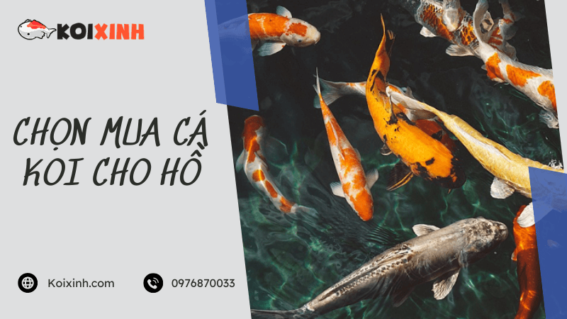 Chọn Mua Cá Koi Cho Hồ