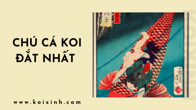 Cá Koi: Chú Cá đắt Nhất Từng được Bán Cá Koi: Chú Cá đắt Nhất Từng được Bán