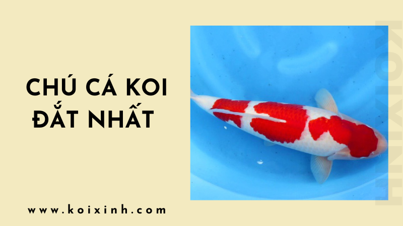 Cá Koi: Chú Cá đắt Nhất Từng được Bán