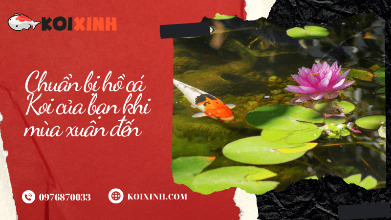 Chuẩn Bị Hồ Cá Koi Của Bạn Khi Mùa Xuân đến Xử lý hồ cá Koi