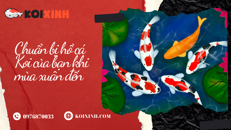 Chuẩn Bị Hồ Cá Koi Của Bạn Khi Mùa Xuân đến Hãy kiên nhẫn khi cho cá ăn vào mùa xuân