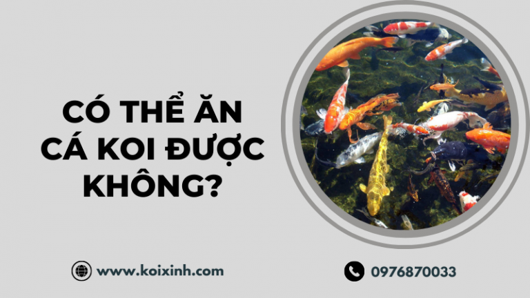 Có Thể ăn Cá Koi được Không? (và Tại Sao Có Thể Không Muốn ăn)