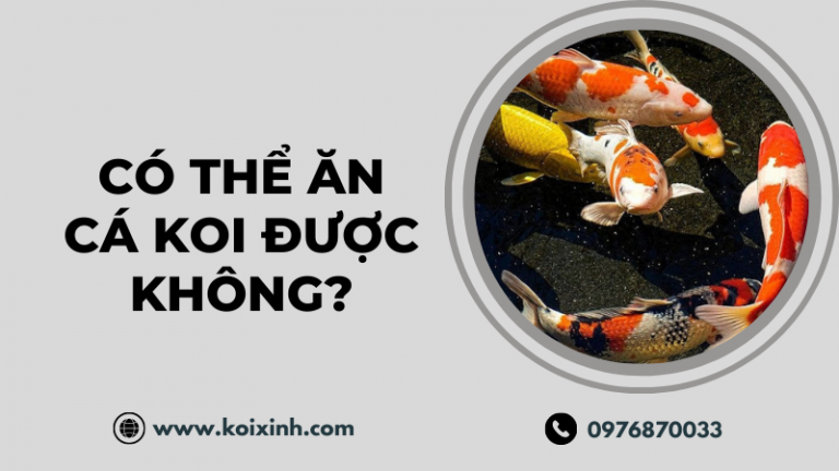 Có Thể ăn Cá Koi được Không? (và Tại Sao Có Thể Không Muốn ăn)