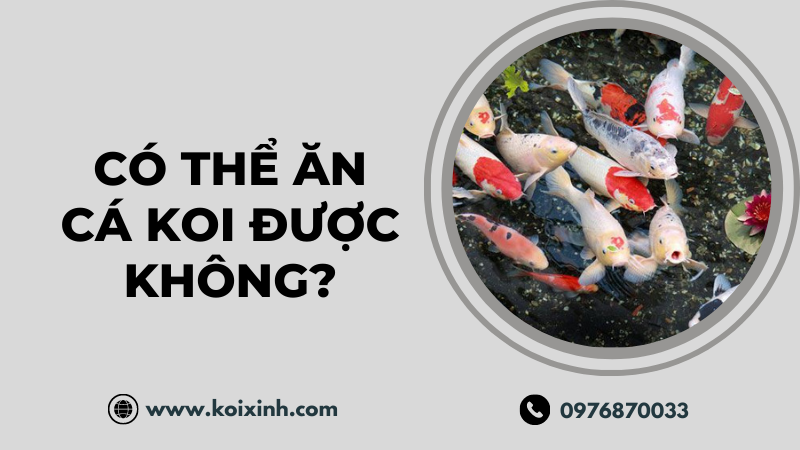 Có Thể ăn Cá Koi được Không? (và Tại Sao Có Thể Không Muốn ăn)