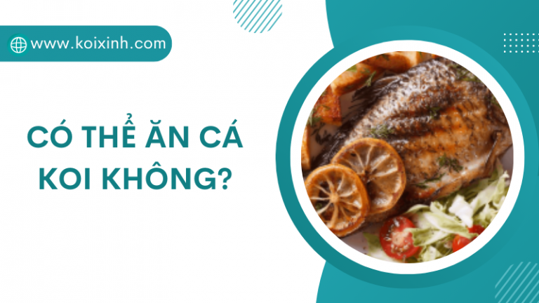 Có Thể ăn Cá Koi Không? Có Thể ăn Cá Koi Không?