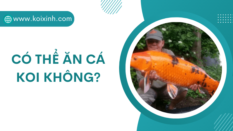 Có Thể ăn Cá Koi Không?