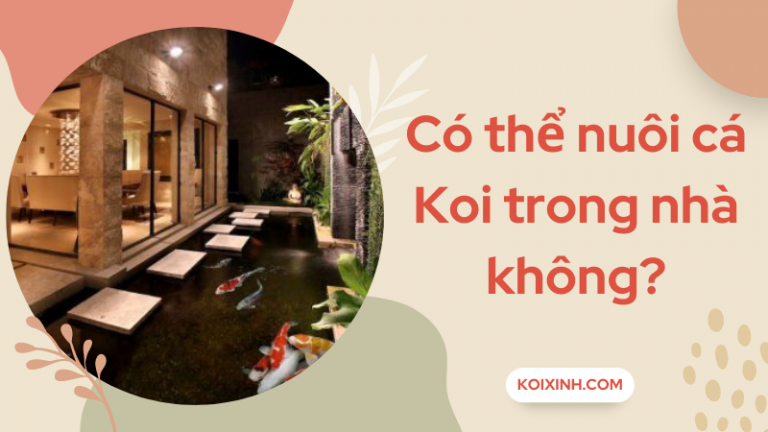 Có Thể Nuôi Cá Koi Trong Nhà Không? Có Thể Nuôi Cá Koi Trong Nhà Không?