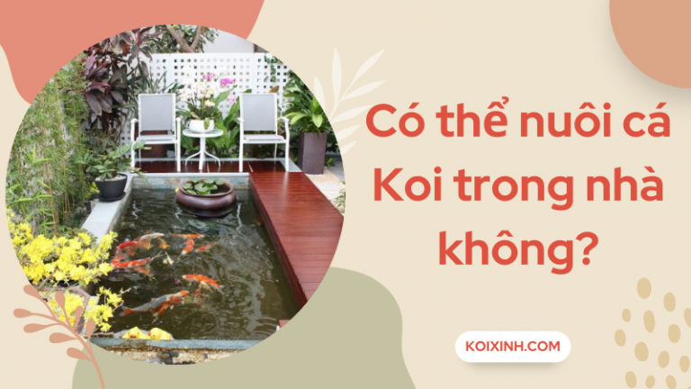 Có Thể Nuôi Cá Koi Trong Nhà Không? Có Thể Nuôi Cá Koi Trong Nhà Không?