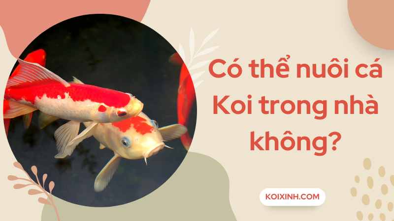 Có Thể Nuôi Cá Koi Trong Nhà Không?