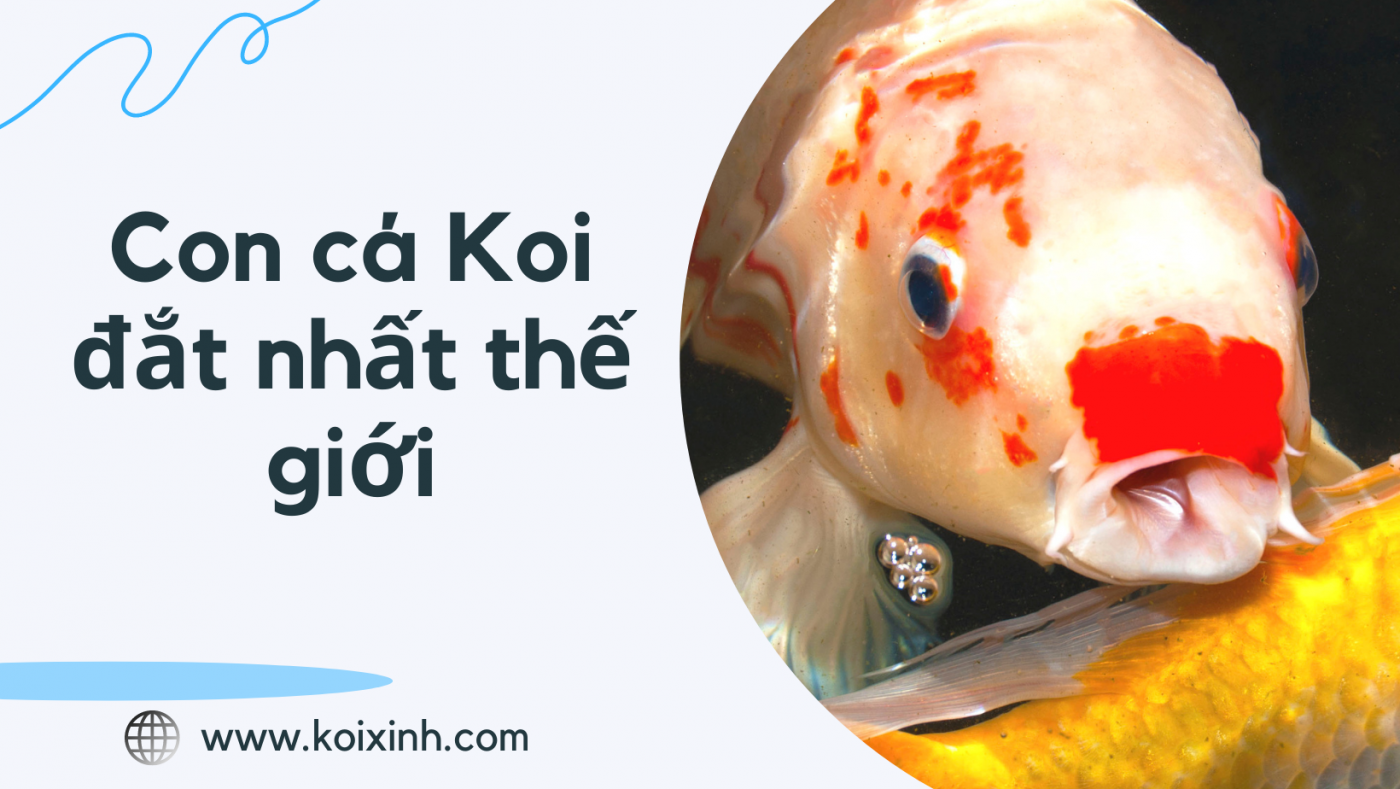 Con Cá Koi đắt Nhất Thế Giới được Mua Với Giá 6,7 Triệu Đô
