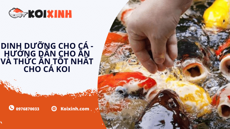 Thức ăn cho cá KOI: Dinh dưỡng cho cá, hướng dẫn cho ăn và thức ăn tốt nhất cho cá Koi