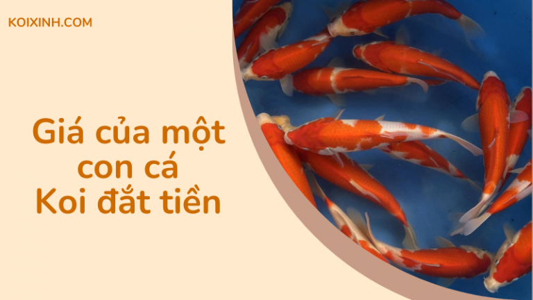 Giá Một Con Cá Koi đắt Tiền Là Bao Nhiêu?