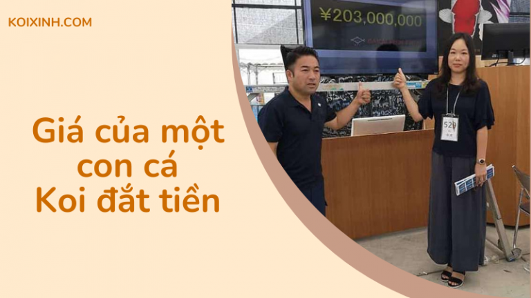 Giá Một Con Cá Koi đắt Tiền Là Bao Nhiêu?