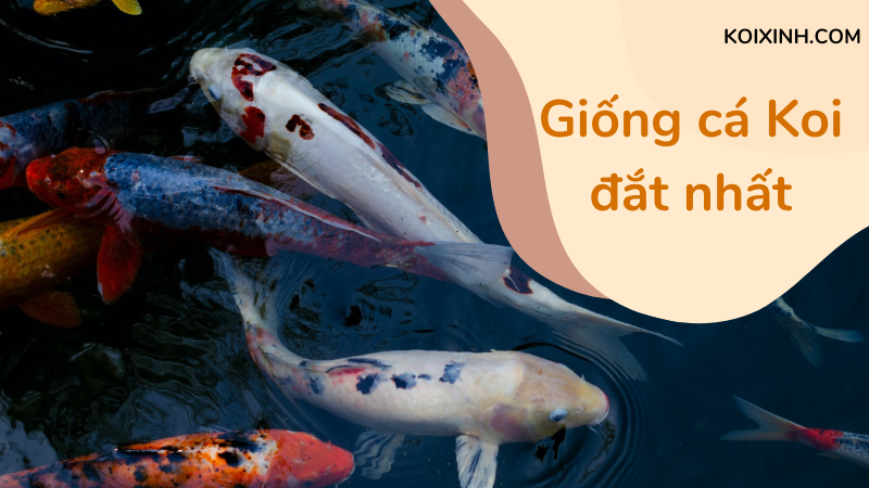 Giống Cá Koi đắt Nhất Là Gì?