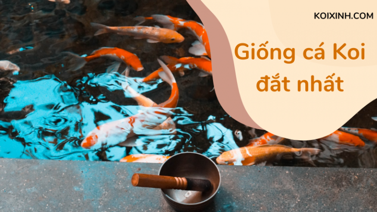 Giống Cá Koi đắt Nhất Là Gì?