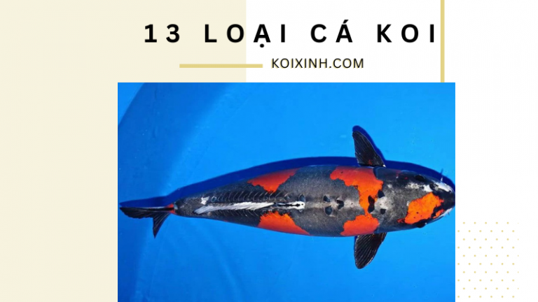 13 Loại Cá Koi Khác Nhau 13 Loại Cá Koi Khác Nhau