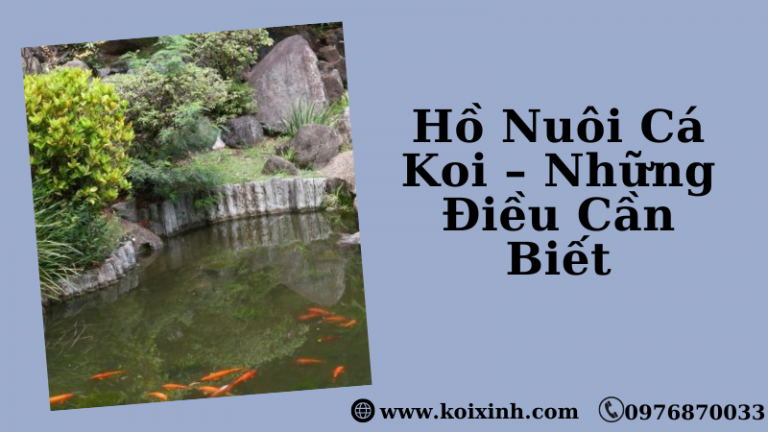 Hồ Nuôi Cá Koi – Những Điều Cần Biết Hồ Nuôi Cá Koi – Những Điều Cần Biết