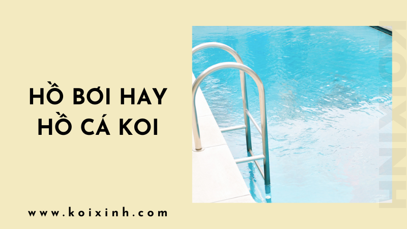 Hồ Bơi Hay Hồ Cá Koi