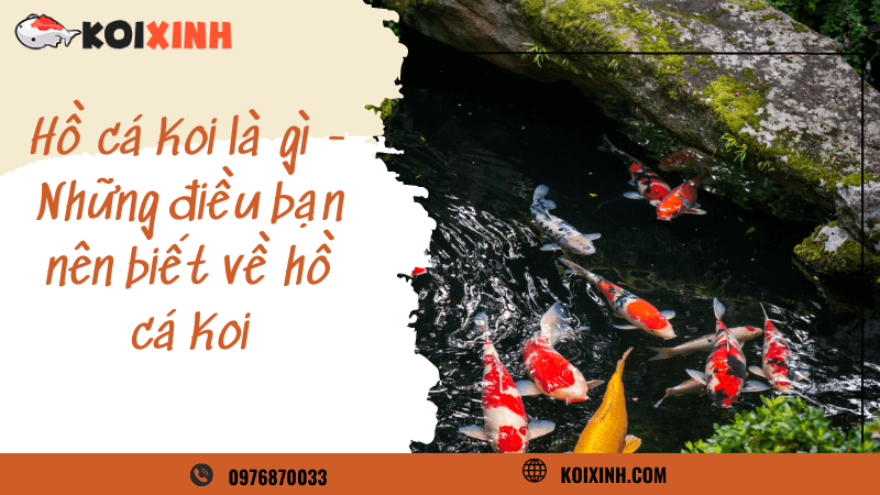 Hồ Cá Koi Là Gì – Những điều Bạn Nên Biết Về Hồ Cá Koi Hồ Cá Koi Là Gì – Những điều Bạn Nên Biết Về Hồ Cá Koi