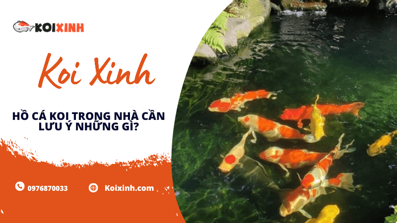 Hồ Cá Koi Trong Nhà Cần Lưu ý Những Gì?
