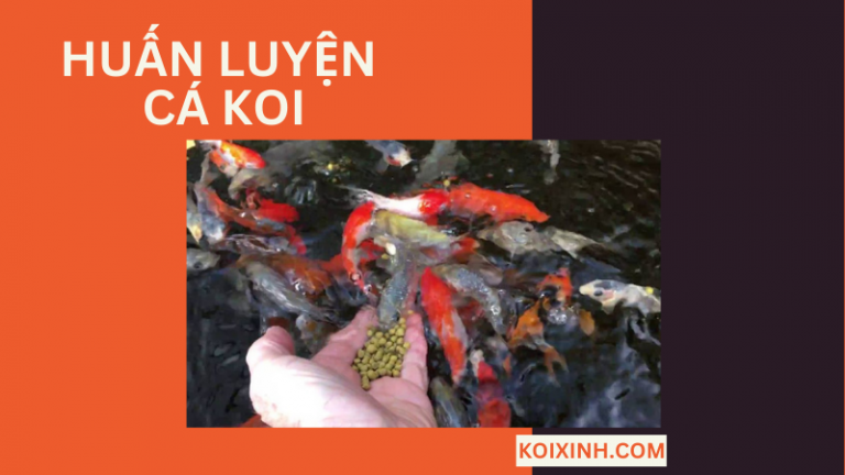 Huấn Luyện Cá Koi Huấn Luyện Cá Koi