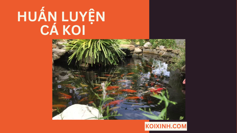 Huấn Luyện Cá Koi