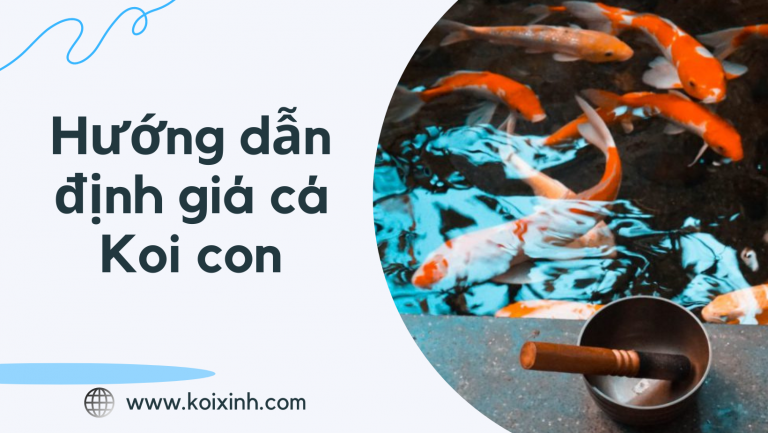 Hướng Dẫn Định Giá Cá Koi Con Hướng Dẫn Định Giá Cá Koi Con