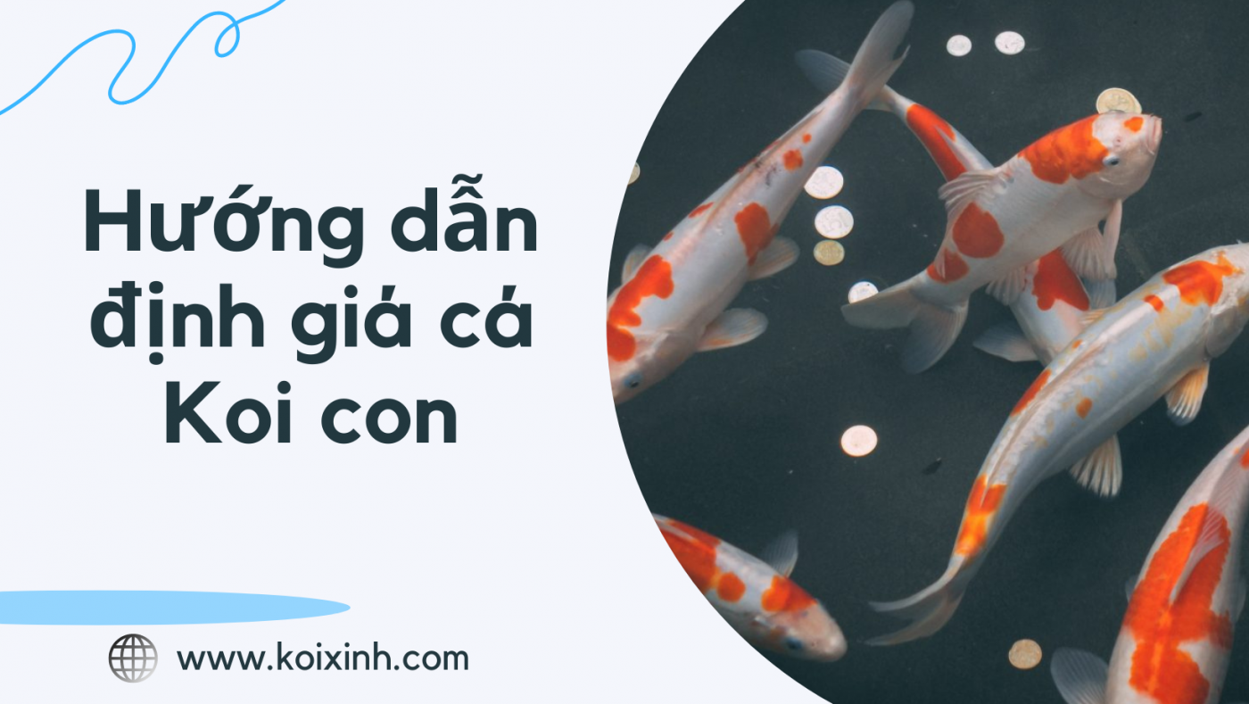 Hướng Dẫn Định Giá Cá Koi Con
