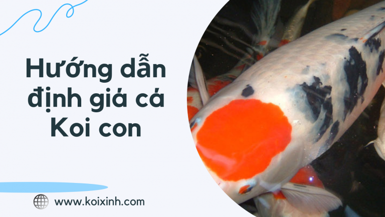 Hướng Dẫn Định Giá Cá Koi Con Hướng Dẫn Định Giá Cá Koi Con