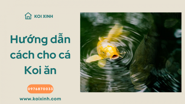 Hướng Dẫn đầy đủ để Cho Cá Koi ăn Hướng Dẫn đầy đủ để Cho Cá Koi ăn