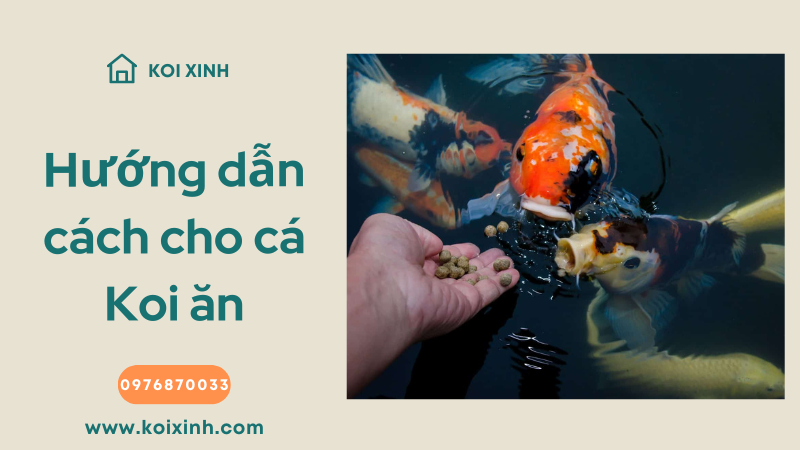 Hướng Dẫn đầy đủ để Cho Cá Koi ăn
