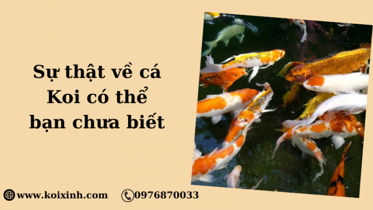 Chăm Sóc Koi: Hướng Dẫn Cho Người Mới Bắt đầu