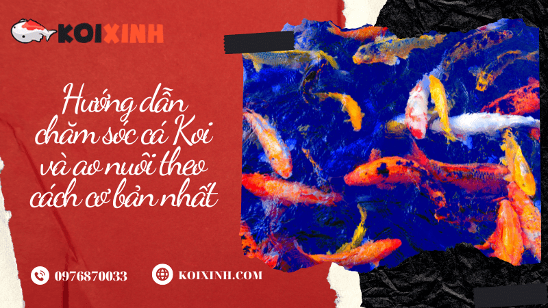 Hướng Dẫn Chăm Sóc Cá Koi Và Ao Nuôi Theo Cách Cơ Bản Nhất Hướng Dẫn Chăm Sóc Cá Koi Và Ao Nuôi Theo Cách Cơ Bản Nhất