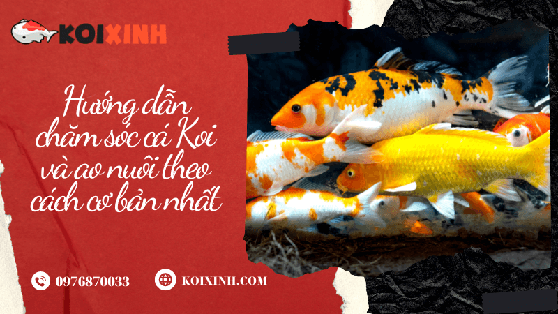 Hướng Dẫn Chăm Sóc Cá Koi Và Ao Nuôi Theo Cách Cơ Bản Nhất Hướng Dẫn Chăm Sóc Cá Koi Và Ao Nuôi Theo Cách Cơ Bản Nhất