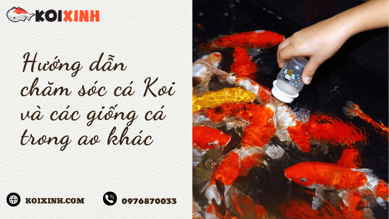 Hướng Dẫn Chăm Sóc Cá Koi Và Các Giống Cá Trong Ao Khác