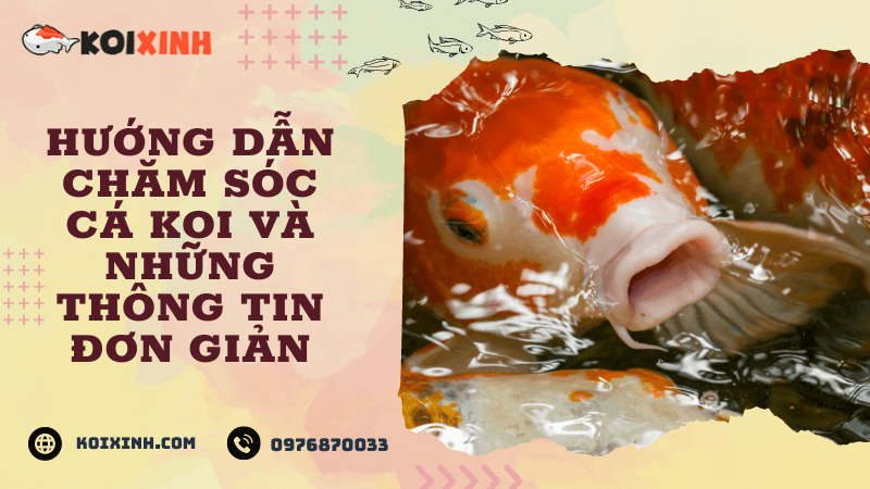 Hướng Dẫn Chăm Sóc Cá Koi Và Những Thông Tin đơn Giản