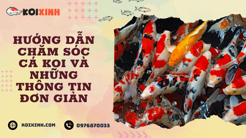 Hướng Dẫn Chăm Sóc Cá Koi Và Những Thông Tin đơn Giản